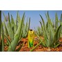 Forever - Aloe Vera Gel™ - Aloedrink mit 99,7 % Aloe