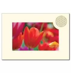Klappkarte - Blume des Lebens - Tulpe- 11,5x16,7cm (mit Kuvert B6)