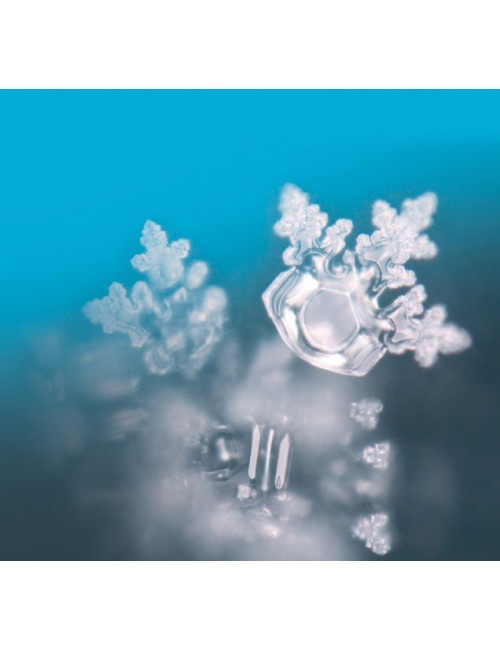 Seelentor Essenzen - Rosa Essenz - Herzöffnung 50 ml