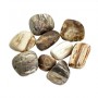 Lapis Vitalis - Wassersteine - versteinertes Holz - in Metall-Geschenkdose