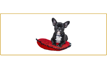 Hunde & Tier Welt