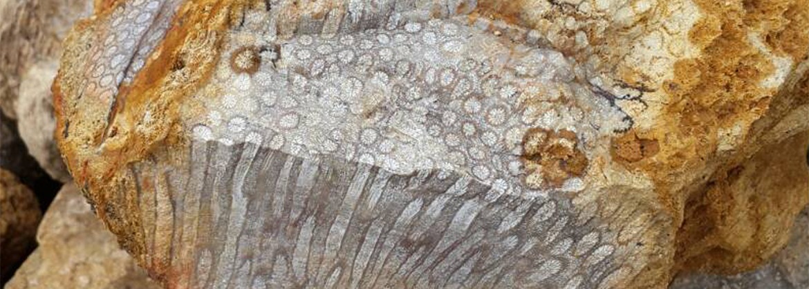 Heilstein des Monats: Versteinerte Koralle